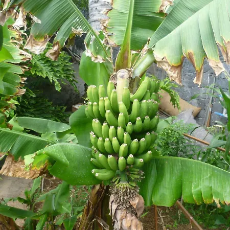 Elana Apartment With Free Wifi Costa del Silencio