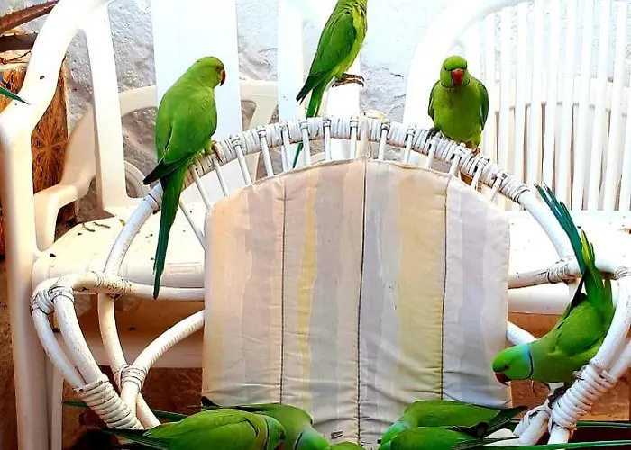 Appartement Elana With Free Wifi