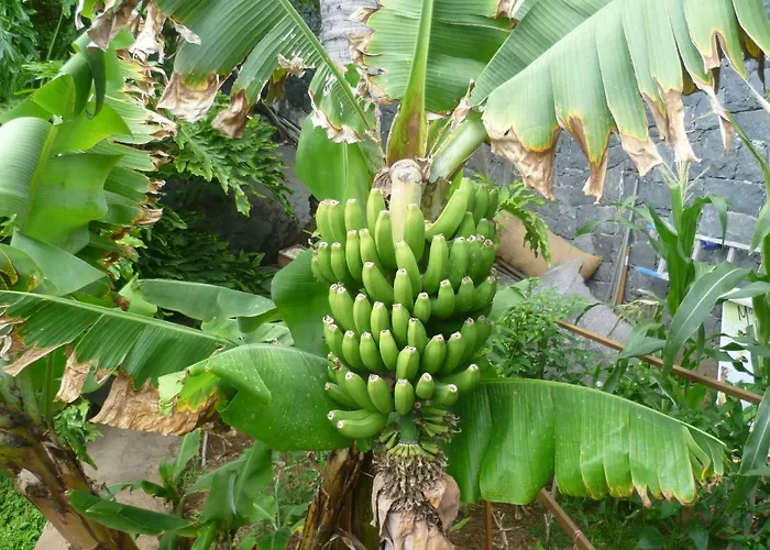 Elana With Free Wifi Costa del Silencio